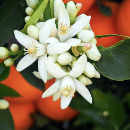 fiori di arancio
