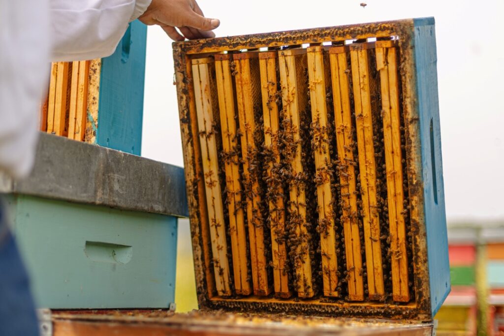 La Bottega del Miele - Miele Artigianale di Qualità Superiore | Vendita Miele Online la bottega del miele - Scopri perché il miele lucano è diverso: tradizione, natura incontaminata e gusto autentico della Basilicata.