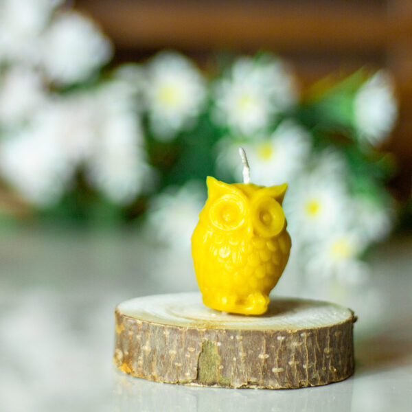 CANDLE009 1