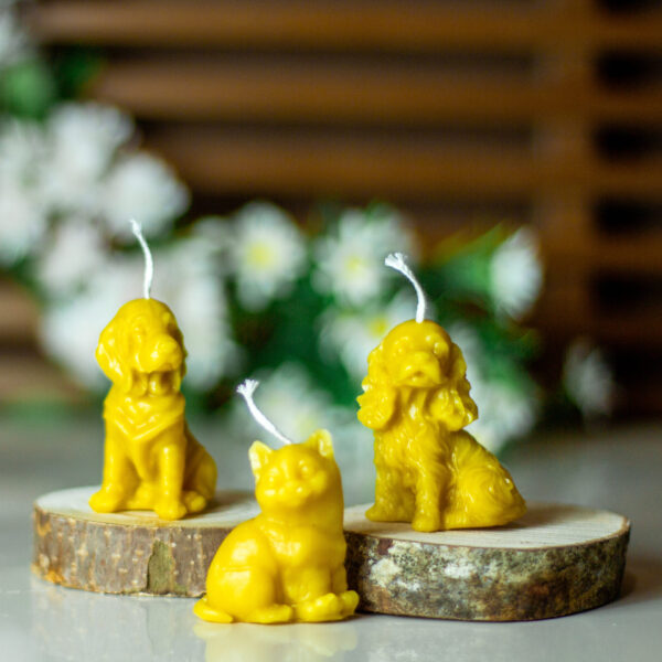 CANDLE009 6
