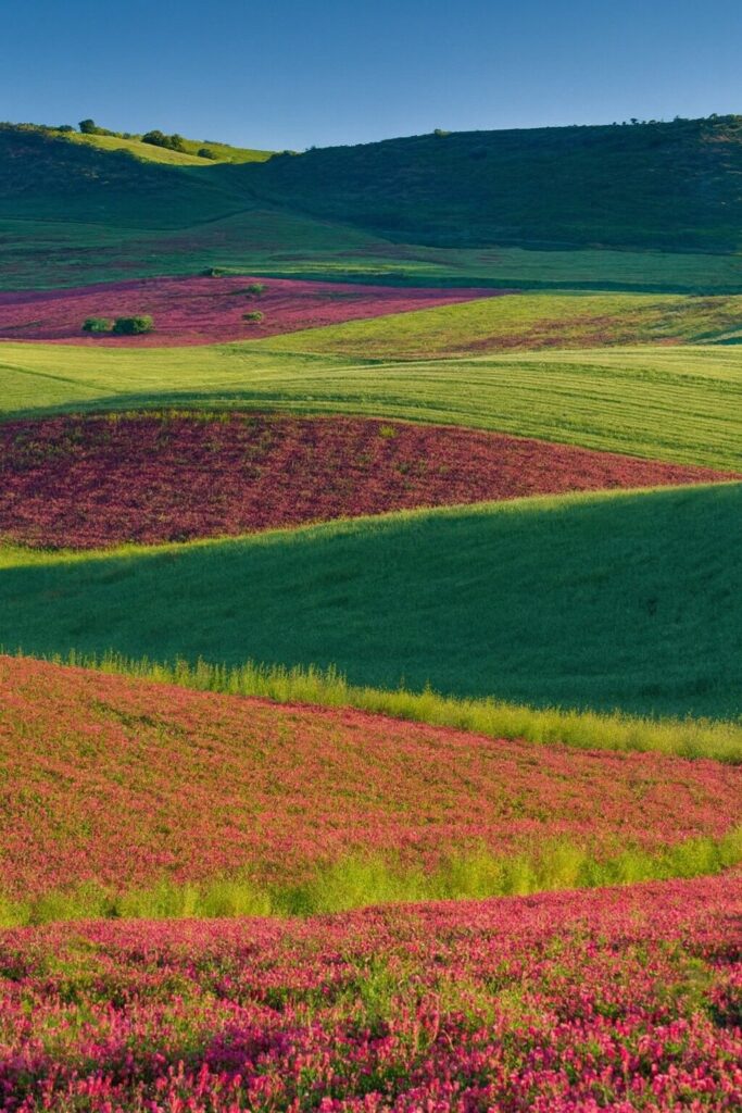 campi fiori di sulla