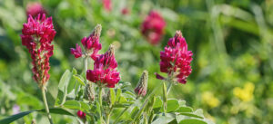 fiore di erba sulla miele di sulla